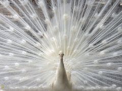 Tapeta National Geographic 390.jpg